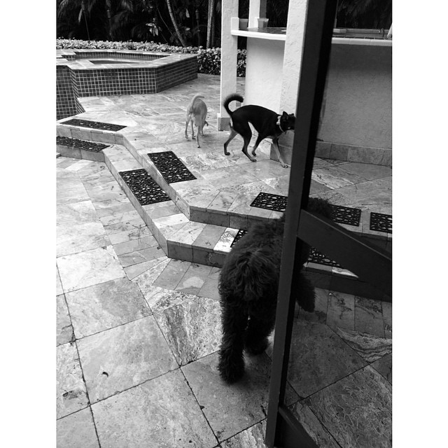 woke up to all 3 of my babies in Florida.... best surprise. just what my heart n...