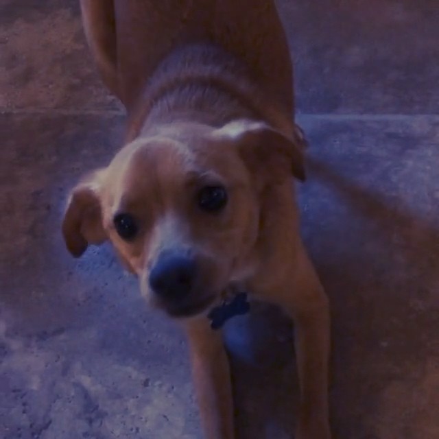 nothing / nobody is allowed to be this cute ever...