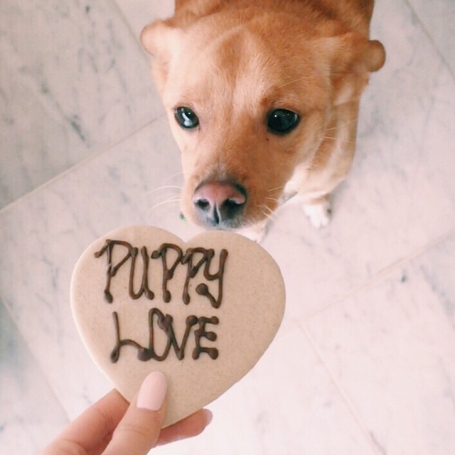 love #nationalpuppyday...