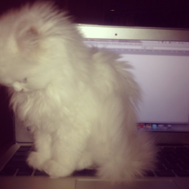 I don't think Mercy wants me on the computer anymore lol...