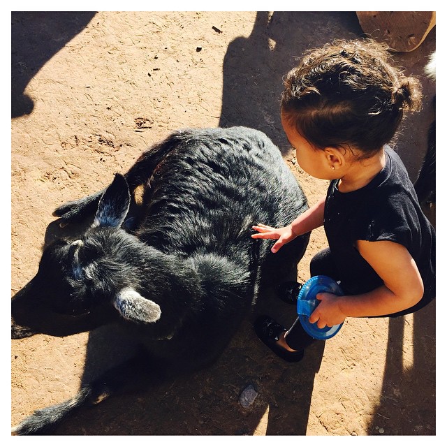 Before the Super Bowl we took a trip to the zoo ...
