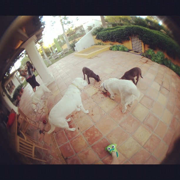 DOGS! Who can see my Shhhlippers? ...