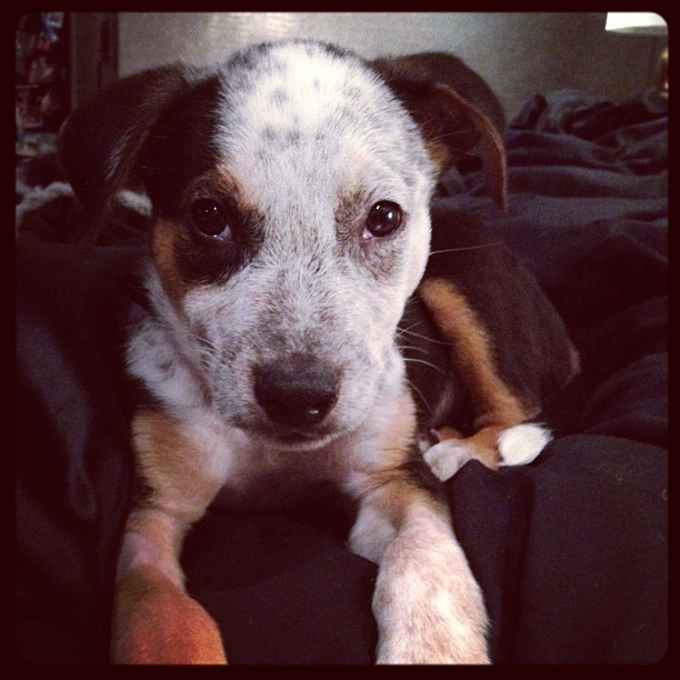 Kendall and Kylie rescued a sweetie...