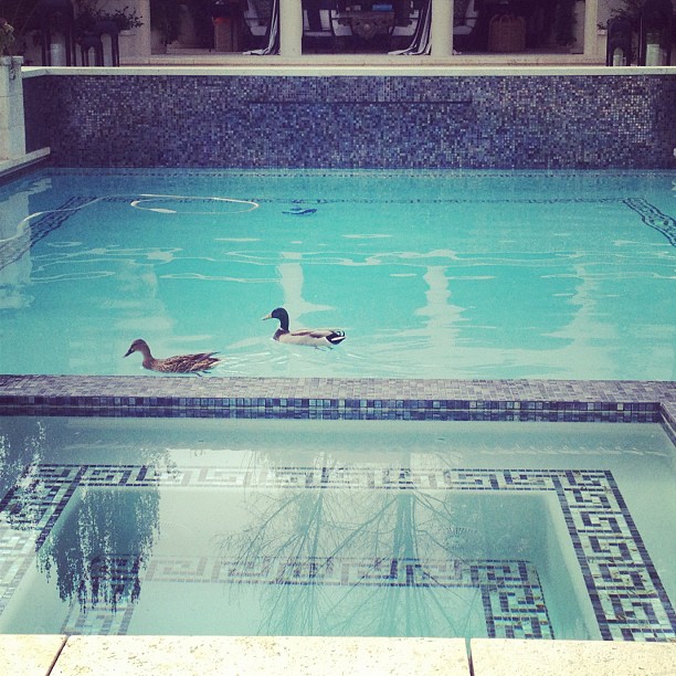 Found ducks in the pool this morning.  please stay!...