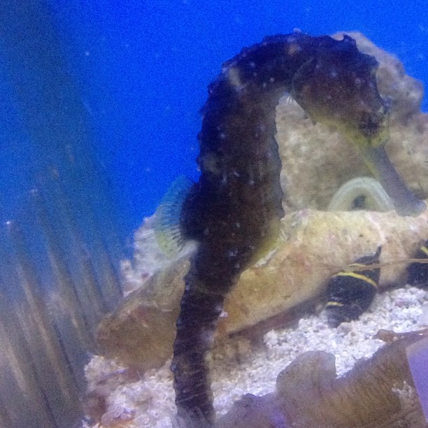 Isn't this seahorse adorable!!! ...