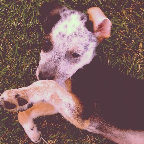 My Australian Shepard Mix  Jackson Odom Jenner...