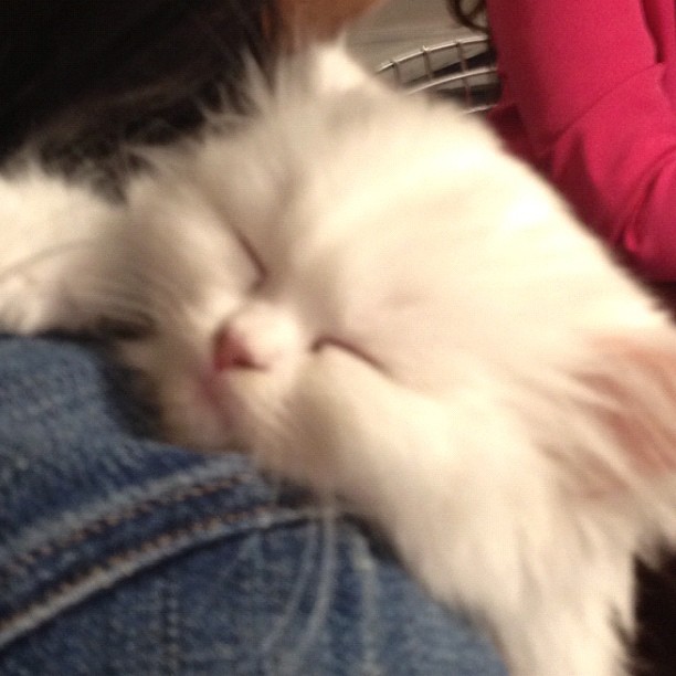 Sleeping Beauty ...