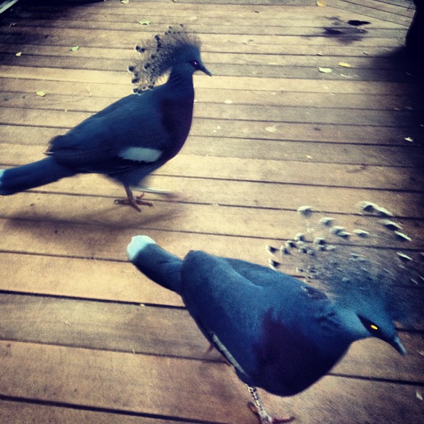 If you're a bird...I'm a bird...