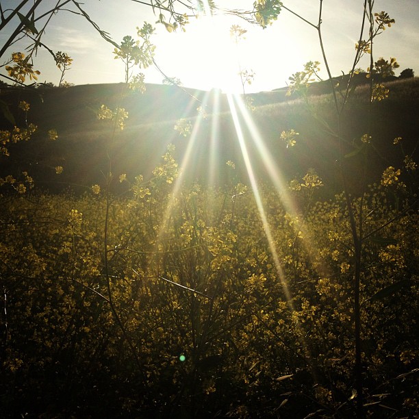 Was trying to get to my hideout and it's all blocked by flowers.. They are prett...
