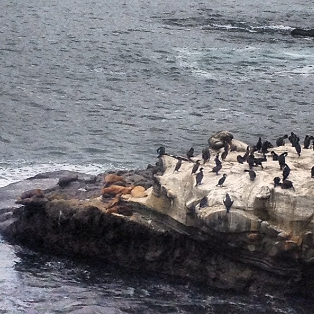 LaJolla beach...
