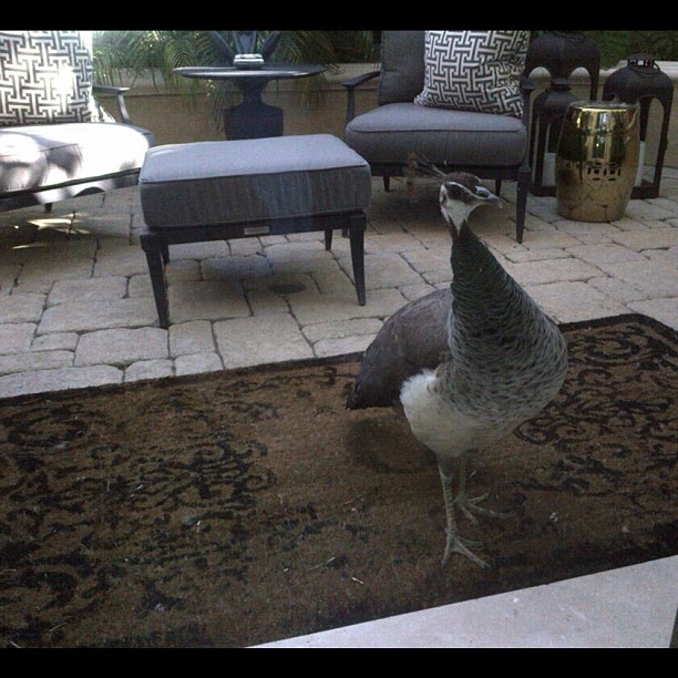 Khloe's pet peacock Peety just chilling on the patio!...