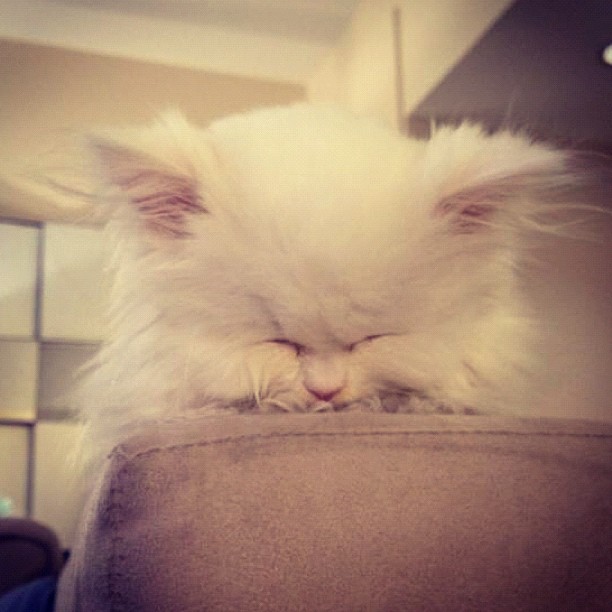 Look who fell asleep on the arm of the couch ...