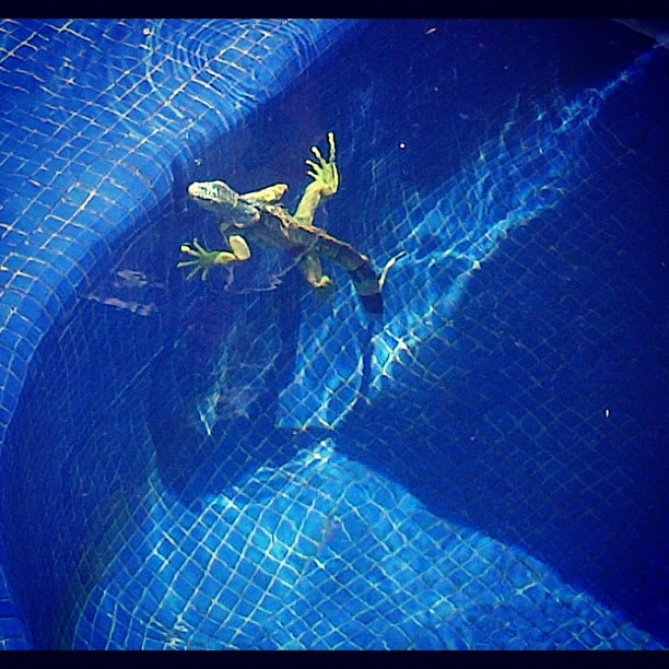 This was in our swimming pool in Mexico, how scary!!!...