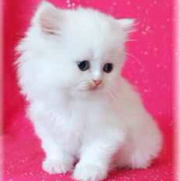 Meet Mercy...