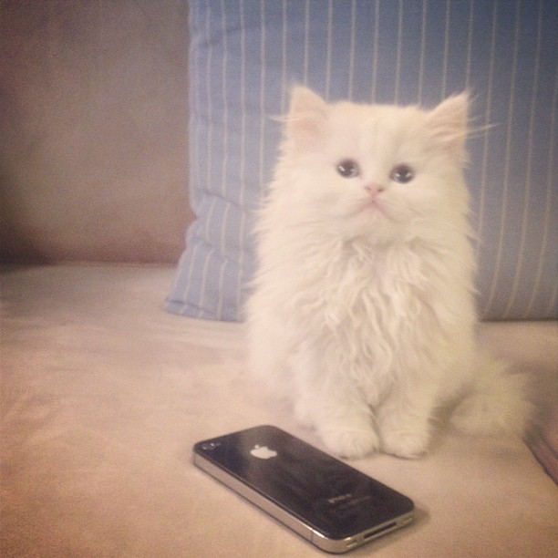 Mercy wants the iPhone 5 ...