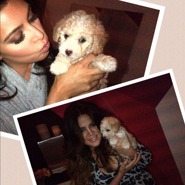 Puppy love ...