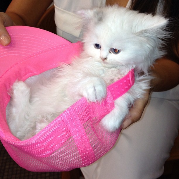 The cat in the hat...