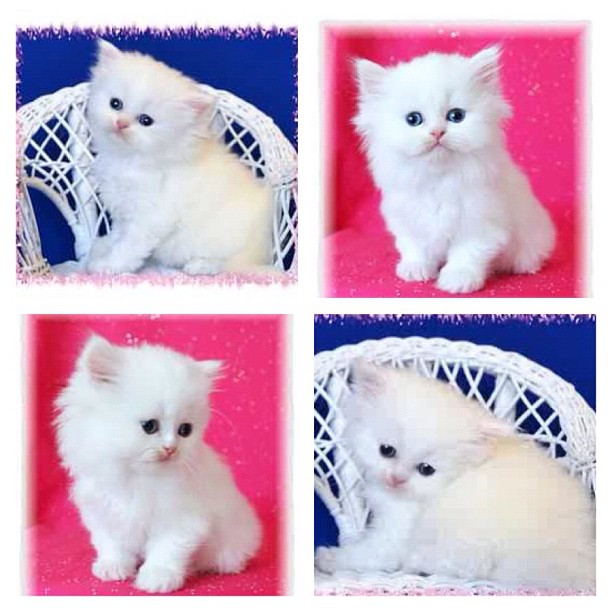 My new baby Mercy! #TeacupPersian...