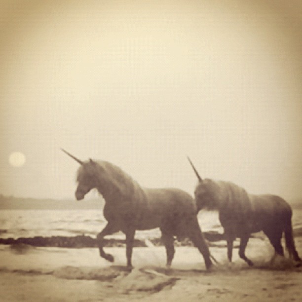 #Unicorns  #Lucky #Magic...