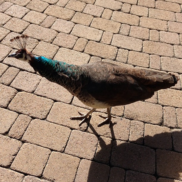 Petey got a little too close for comfort earlier...