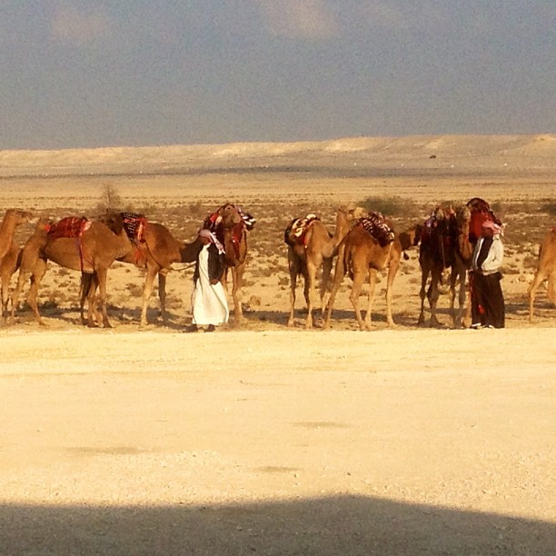 Camels in the desert of Bahrain...