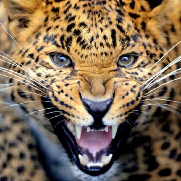 Meow...