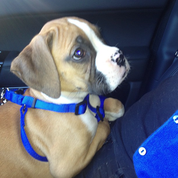 Look what Lammy got us! Our baby boxer....