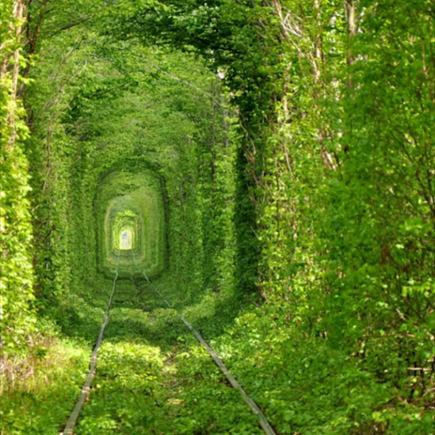The secret garden...
