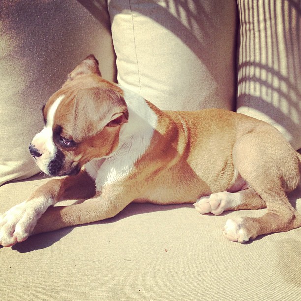 He's getting so big! #BernardHopkins...