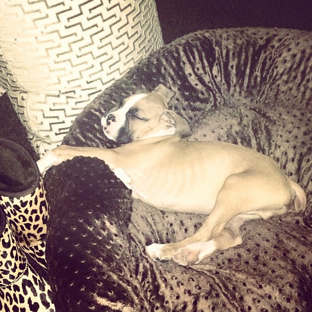 Sleeping, dreaming, snoring ...