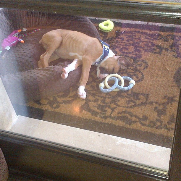 Awwww someone had a very eventful day! #BernardBaby...