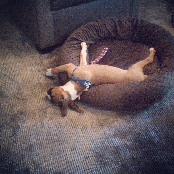 Sleepy bear...