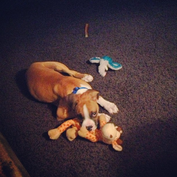 Bernard loves Henry too! He has his own Henry doll ...