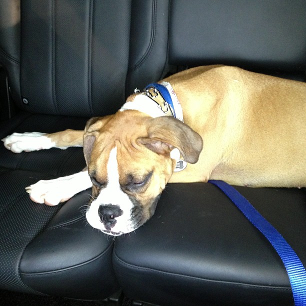 Sleepy bear...