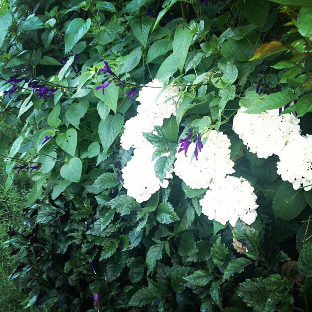 My hydrangeas are finally blooming again! I love summer!!!! ...