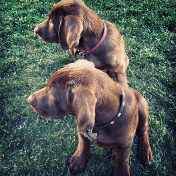 Twins! ...
