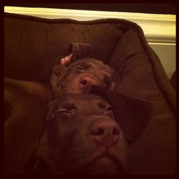 They love to cuddle ...