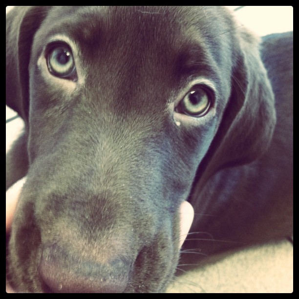 My beautiful little baby girl, Vuitton...