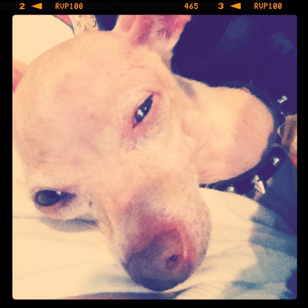 DOLCE! ...