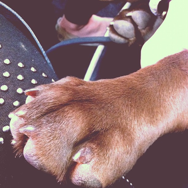 Bear Paw! (aka Louis' paw)...