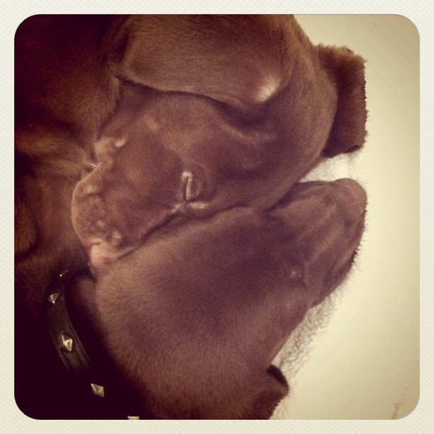Sleepy little babies ...