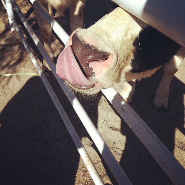 Cow ...
