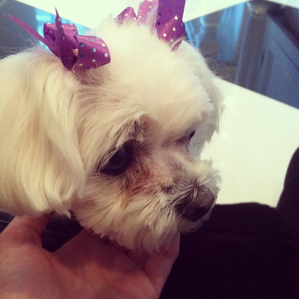 Look who came to visit! Bella! ...