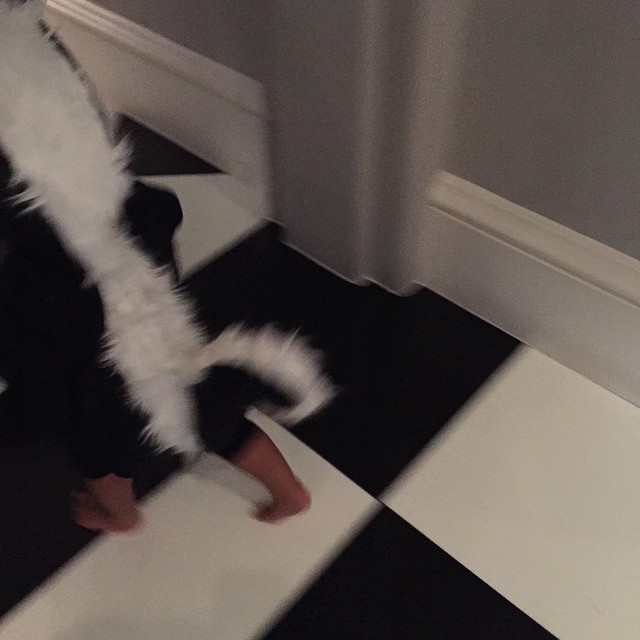 A skunk is on the loose!!!!...