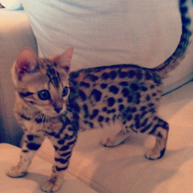 Meow...