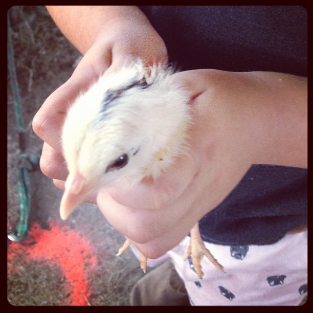 Chicky Chicky chook chook!...
