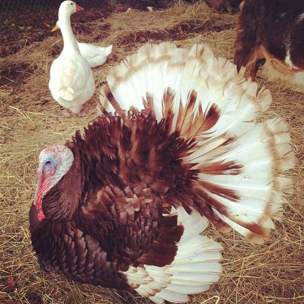 Gobble gobble...