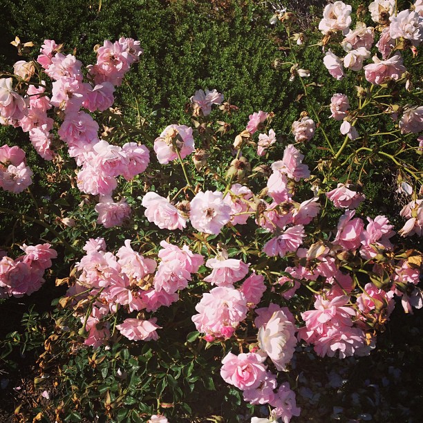 Thought this baby pink rose bush was purty....