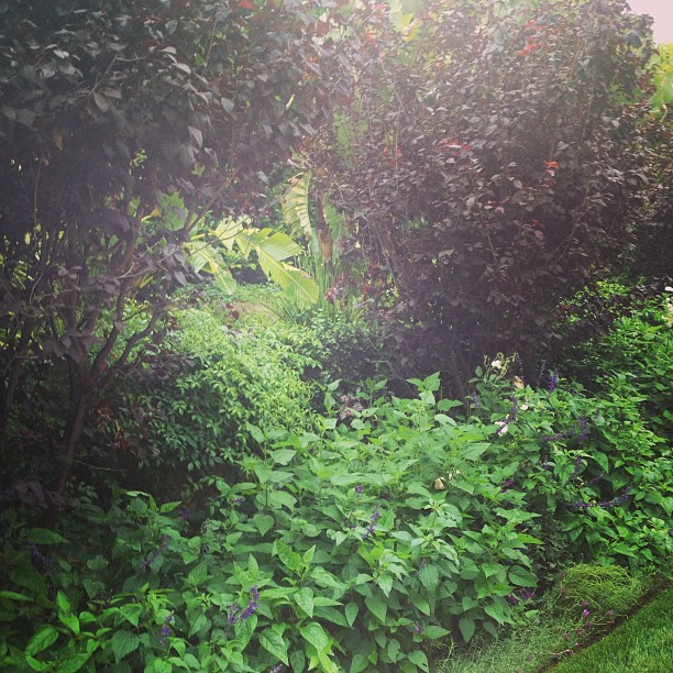 Saturday morning jungle hike!...