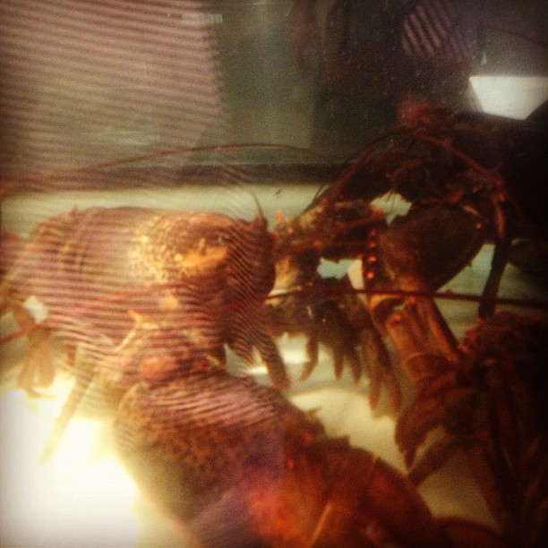 A little lobster for lunch!...